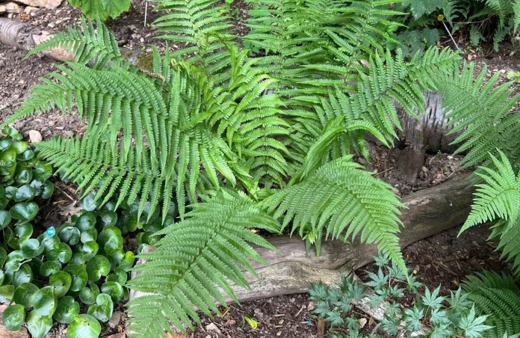 Erdei pajzsika (Dryopteris filix-mas)