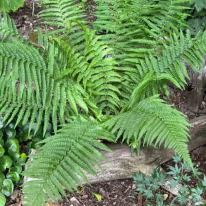 Erdei pajzsika (Dryopteris filix-mas)
