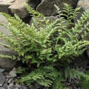 Gyapjas csipkepáfrány (Cheilanthes lanosa)