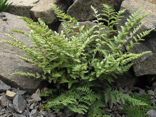 Gyapjas csipkepáfrány (Cheilanthes lanosa)