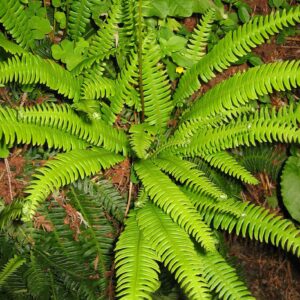 Bordapáfrány (Blechnum spicant)