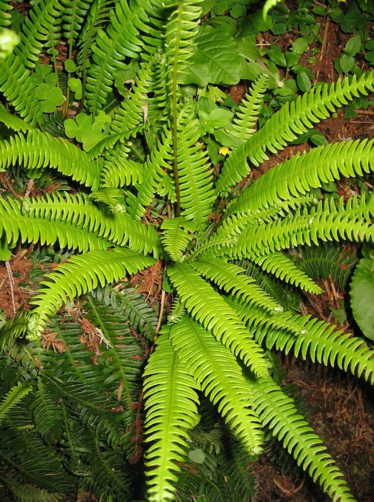 Bordapáfrány (Blechnum spicant)