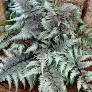 Erdei pajzsika (Athyrium niponicum ‘Pictum’)