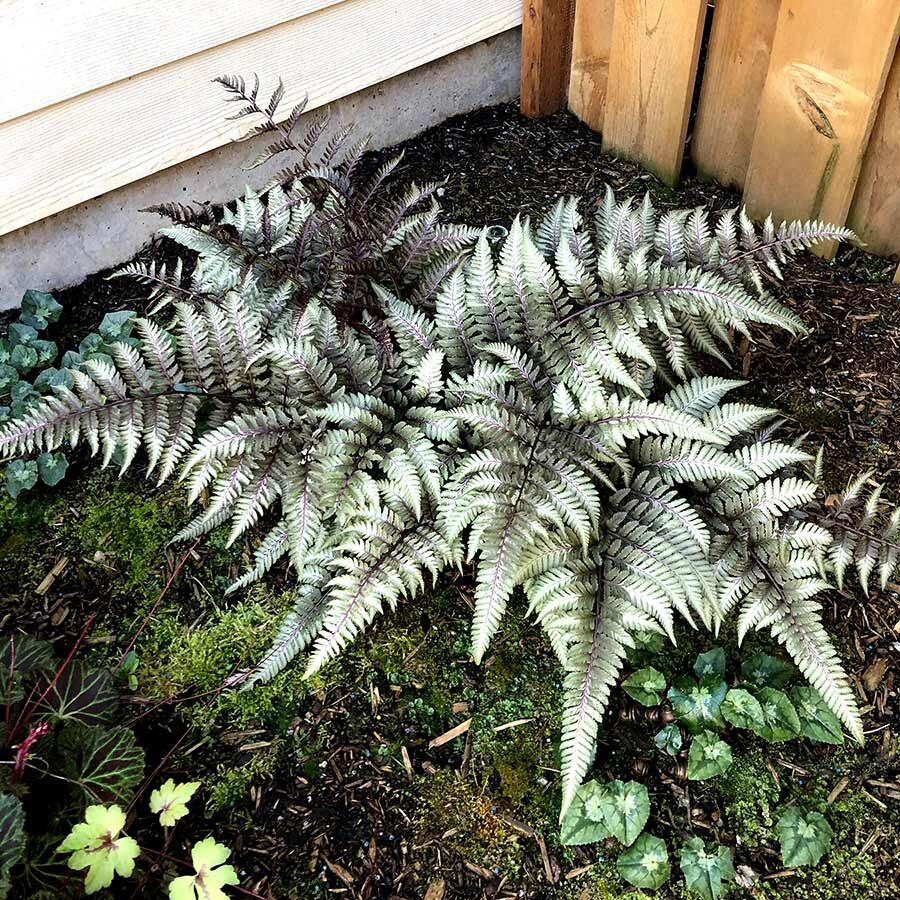 Erdei pajzsika (Athyrium niponicum ‘Pewter Lace’)