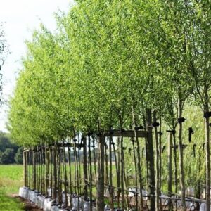 Kínai fűz (Salix matsudana ‘Tortuosa’)