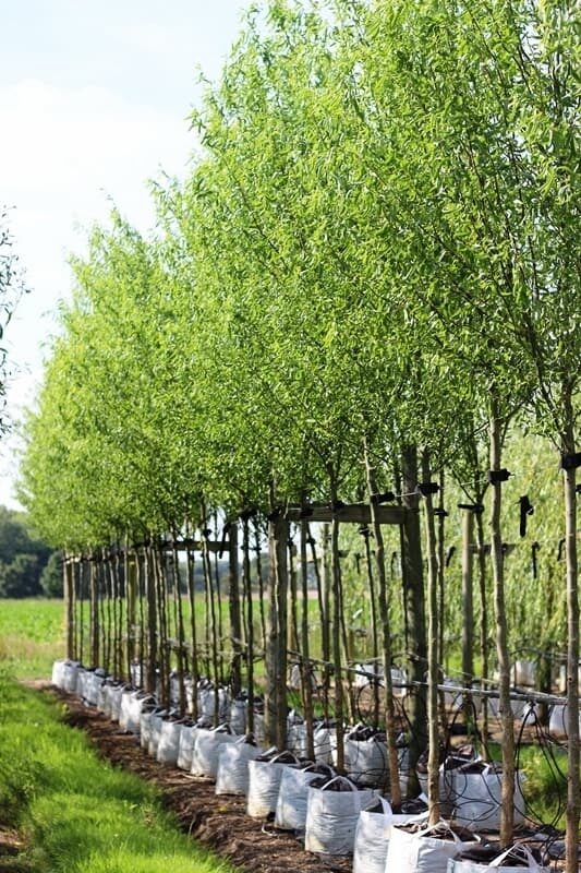 Kínai fűz (Salix matsudana ‘Tortuosa’)