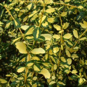 Kúszó kecskerágó (Euonymus fortunei ‘Blondy’)