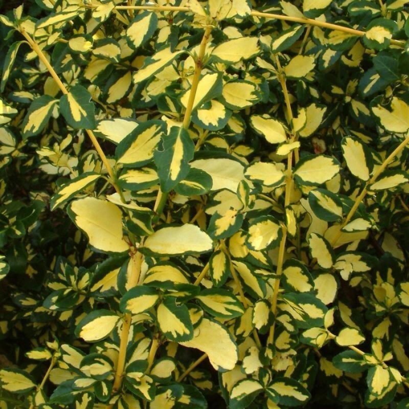 Kúszó kecskerágó (Euonymus fortunei ‘Blondy’)