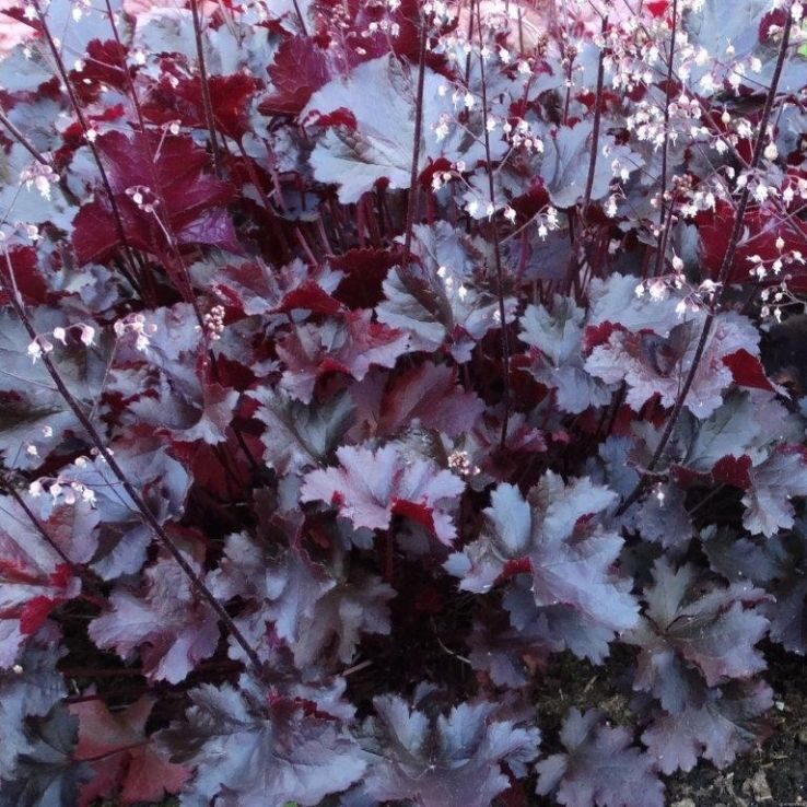 Tűzeső (Heuchera ‘Black Beauty’)