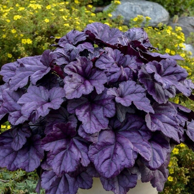 Tűzeső (Heuchera ‘Wildberry’)