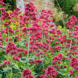 Piros sarkantyúka (Centranthus ruber ‘Coccineus’)