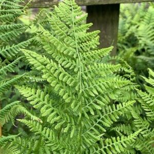 Erdei pajzsika (Athyrium filix-femina ‘Rotstiel’)