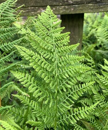 Erdei pajzsika (Athyrium filix-femina ‘Rotstiel’)