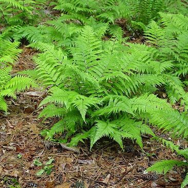 Erdei pajzsika (Athyrium filix-femina)