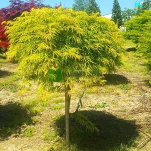 Japán juhar (Acer palmatum ‘Dissectum Flavescens’)