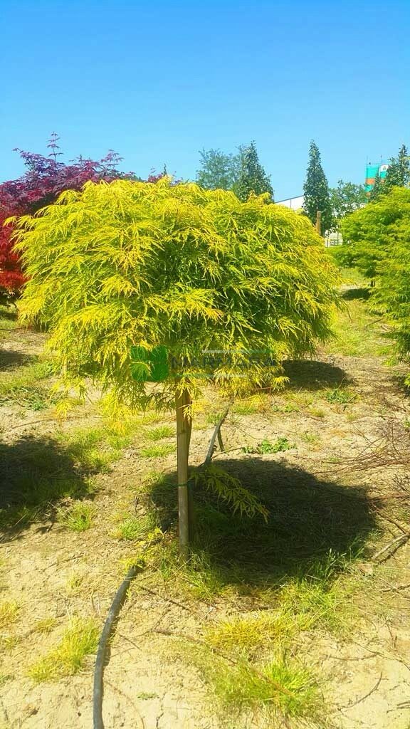 Japán juhar (Acer palmatum ‘Dissectum Flavescens’)