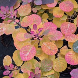 Cserszömörce (Cotinus coggygria ‘Flamissimo’)