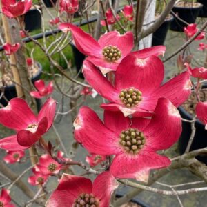 Virágos som (Cornus florida ‘Red Giant’)