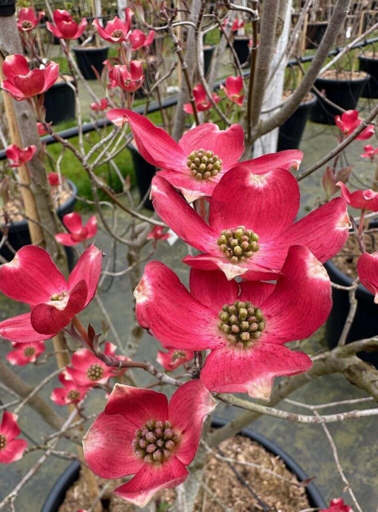 Virágos som (Cornus florida ‘Red Giant’)