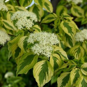 Som (Cornus alternifolia ‘Golden Shadows’)
