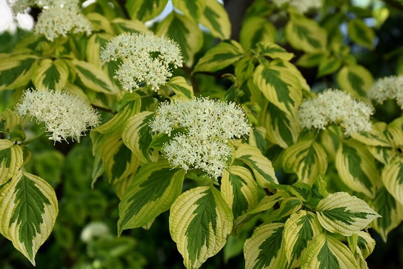 Som (Cornus alternifolia ‘Golden Shadows’)