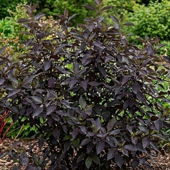 Vesszős som (Cornus alba ‘Nightfall’)