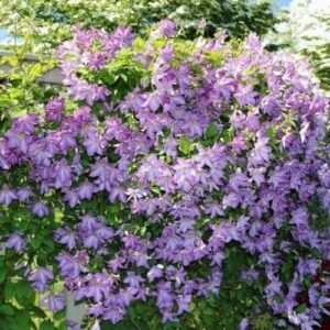 Kerti iszalag (Clematis ‘Solina’)