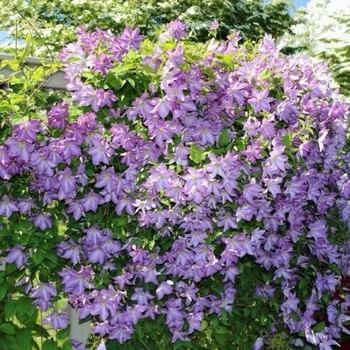Kerti iszalag (Clematis ‘Solina’)