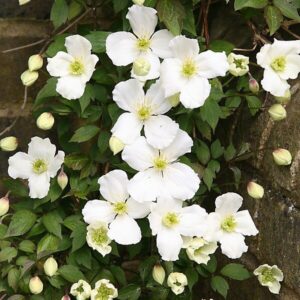 Havasi iszalag (Clematis montana ‘Grandiflora’)