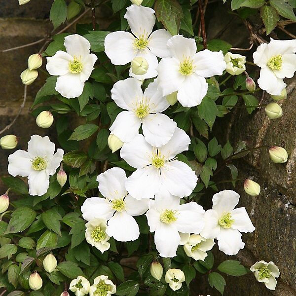 Havasi iszalag (Clematis montana ‘Grandiflora’)