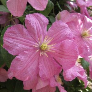 Kerti iszalag (Clematis ‘Comtesse De Bouchaud’)