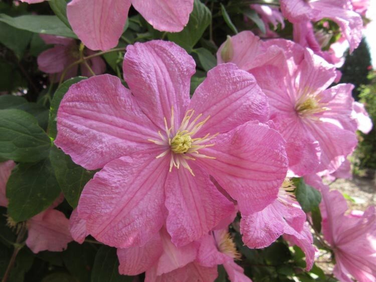 Kerti iszalag (Clematis ‘Comtesse De Bouchaud’)