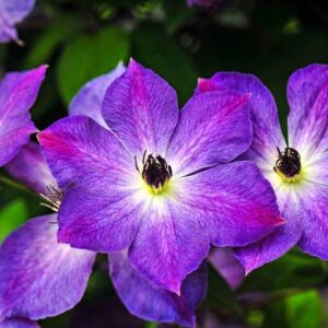 Kerti iszalag (Clematis ‘Cloudburst’)