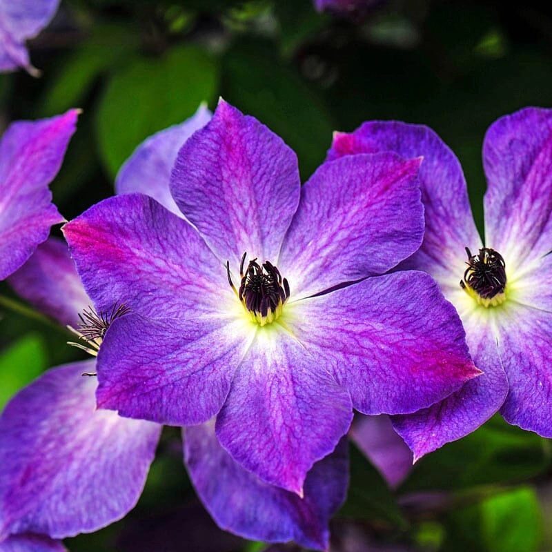 Kerti iszalag (Clematis ‘Cloudburst’)