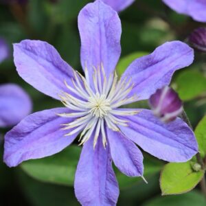 Iszalag (Clematis ‘Arabella’)