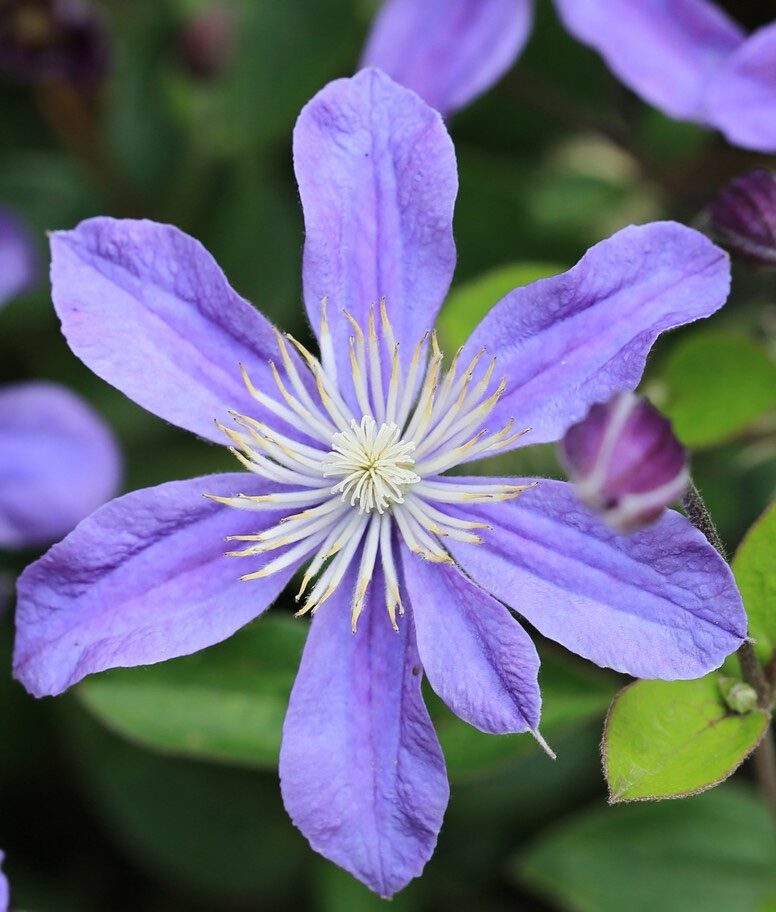 Iszalag (Clematis ‘Arabella’)