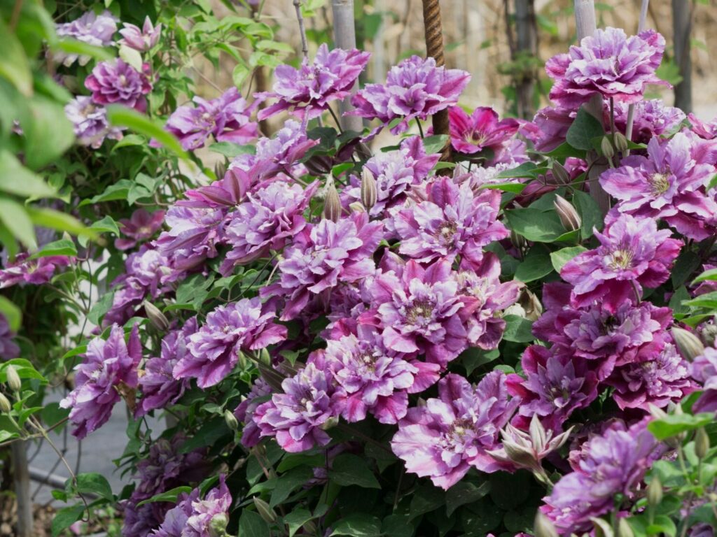 Kerti iszalag (Clematis ‘Birthday Girl’)