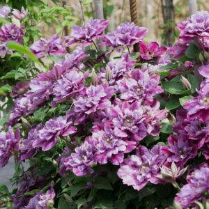 Kerti iszalag (Clematis ‘Birthday Girl’)