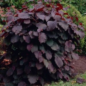 Vörös levelű mogyoró (Corylus avellana ‘Purpurea’)