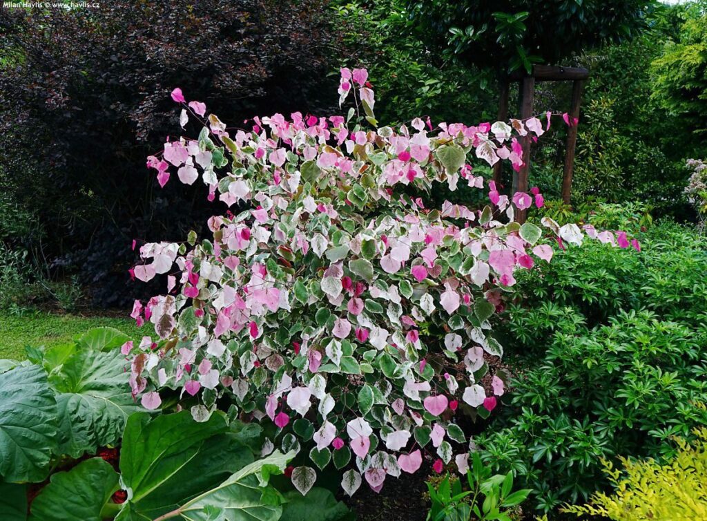 Kanadai díszfa (Cercis canadensis ‘Carolina Sweetheart’)