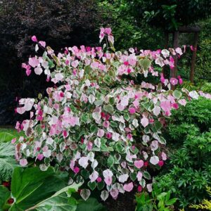 Kanadai díszfa (Cercis canadensis ‘Carolina Sweetheart’)