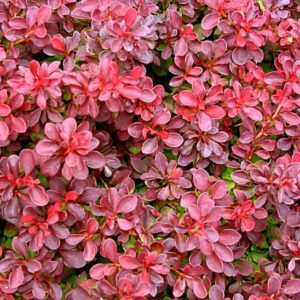 Japán borbolya (Berberis thunbergii ‘Fireball’)