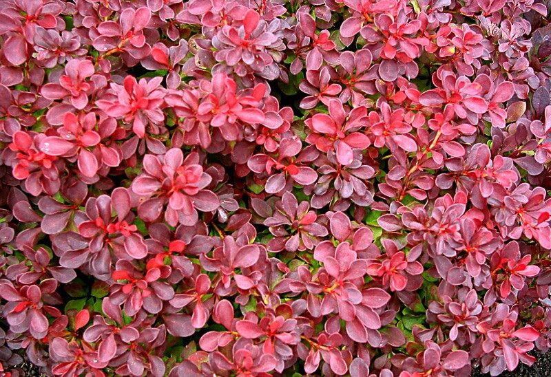 Japán borbolya (Berberis thunbergii ‘Fireball’)