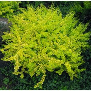Japán borbolya (Berberis thunbergii ‘Lime Star’)