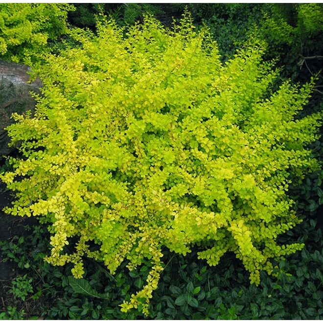 Japán borbolya (Berberis thunbergii ‘Lime Star’)