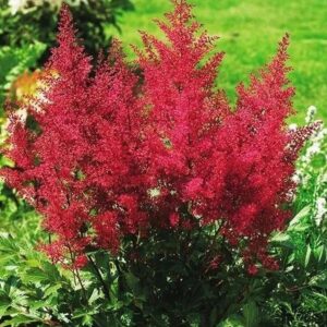 Kerti tollbuga (Astilbe arendsii ‘Paul Gaarder’)