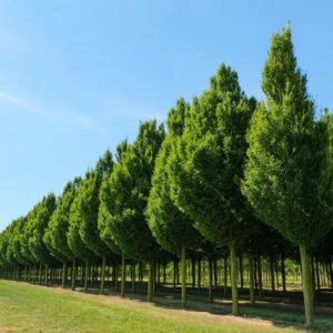 Oszlopos gyertyán (Carpinus betulus ‘Fastigiata’)
