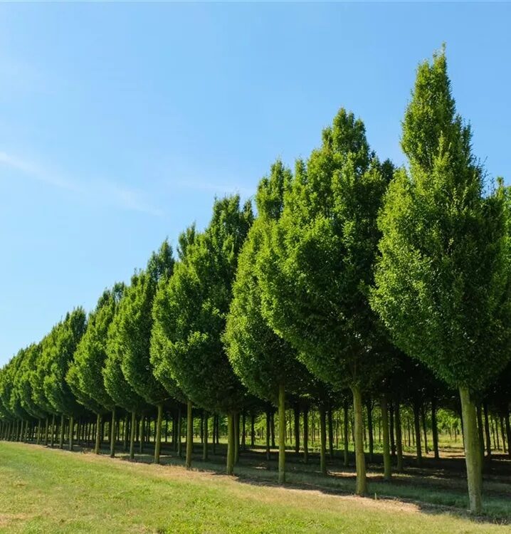 Oszlopos gyertyán (Carpinus betulus ‘Fastigiata’)