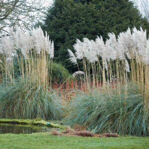 Pampafű (cortaderia selloana)