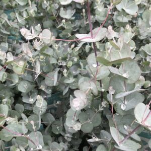 Fagyálló eukaliptusz (Eucalyptus gunnii ‘Azura’)